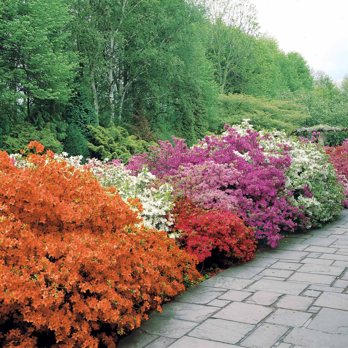 Japanische Azalee rot - Azalea japonica red - Willemse