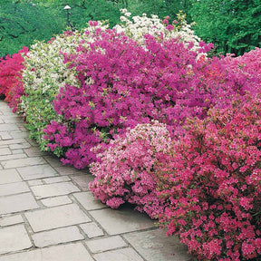 Japanische Azalee ‘Geisha Purple’ - Willemse