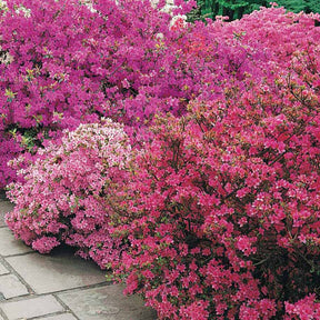 Japanische Azalee ‘Geisha Purple’ - Rhododendron (azalea japonica) Geisha Purple - Willemse