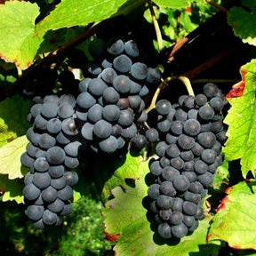 Weinrebe Pinot - Vitis vinifera pinot - Willemse