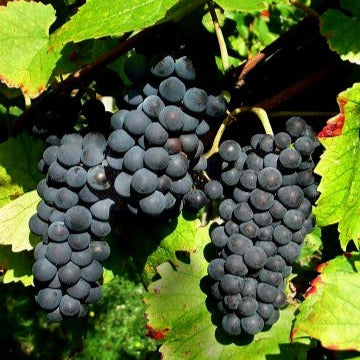 Weinrebe Pinot - Vitis vinifera pinot - Willemse