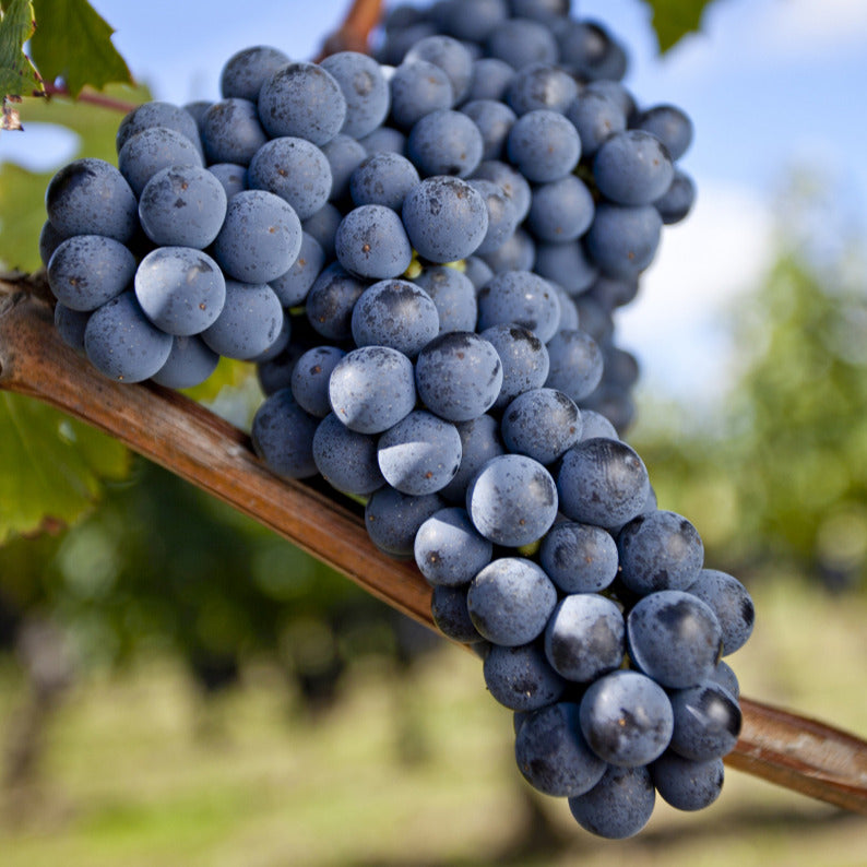 Weinrebe Merlot - Vitis vinifera merlot - Willemse