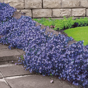 Hängepolster-Glockenblume - Campanula poscharskyana - Willemse