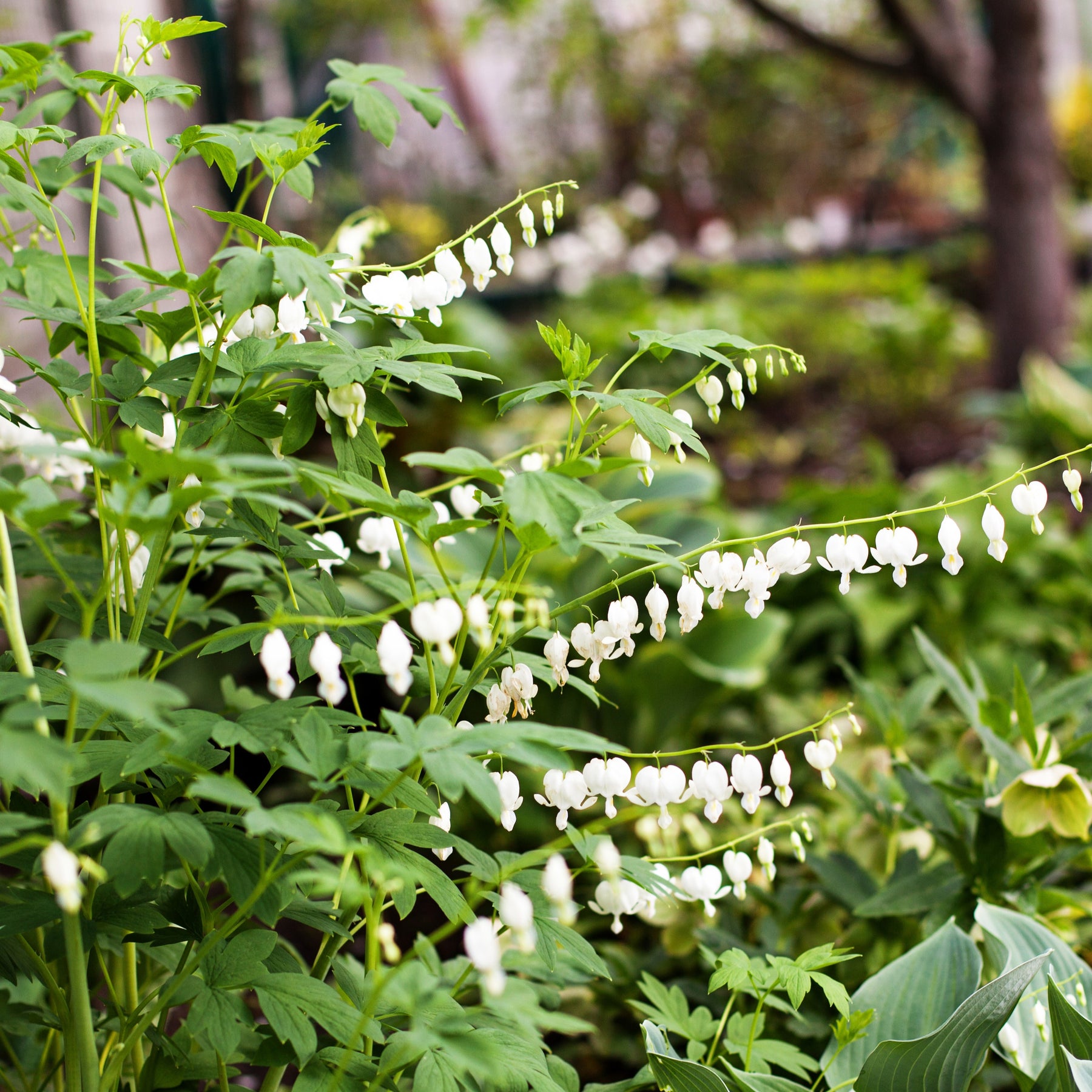 Tränendes Herz ‘Alba’ - Dicentra spectabilis Alba - Willemse