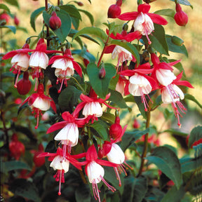 Fuchsia Madame Cornelissen - Fuchsia Madame Cornelissen - Fuchsien