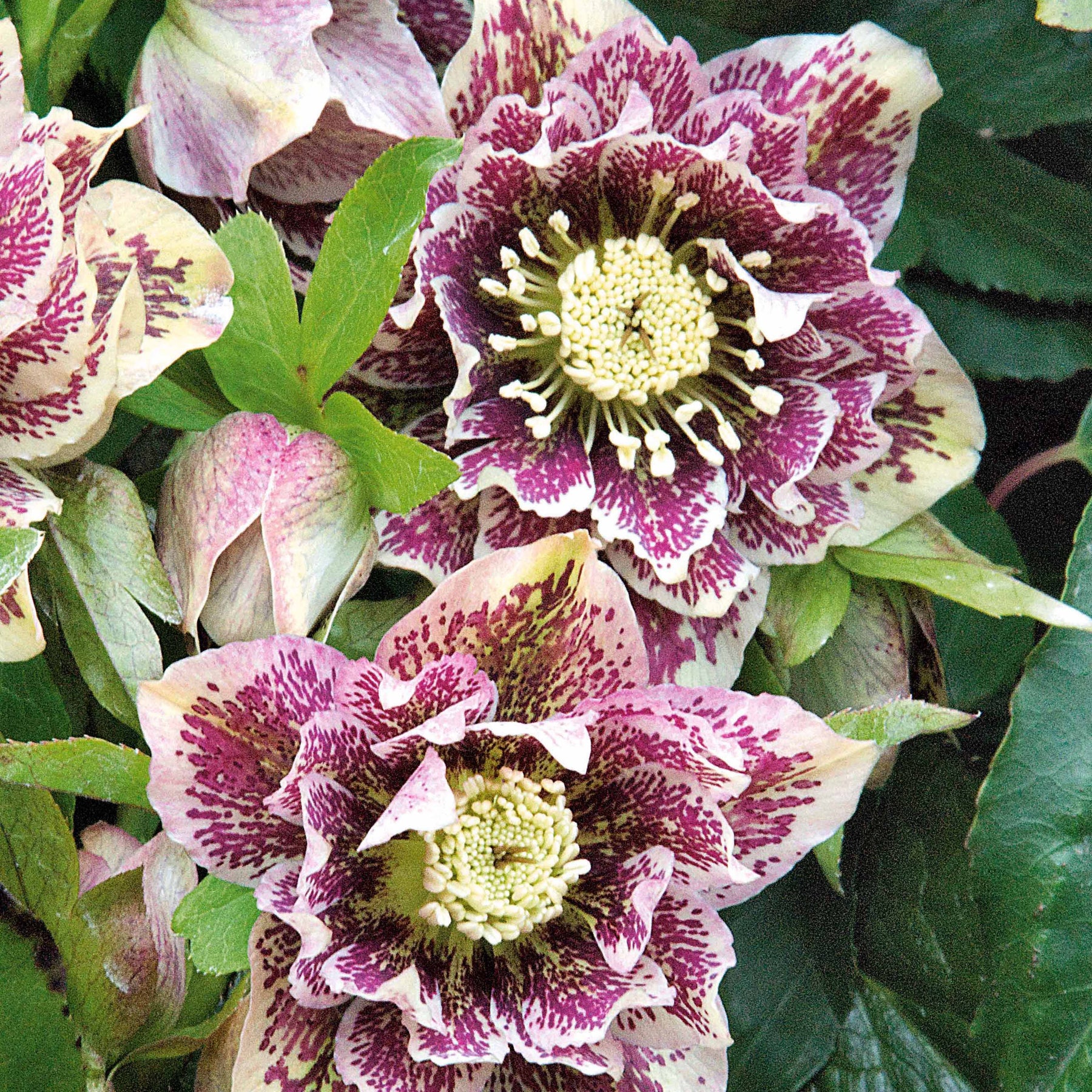 Lenzrose ‘Double Ellen White Spotted’ (x2) - Helleborus orientalis Double Ellen White Spotted - Willemse
