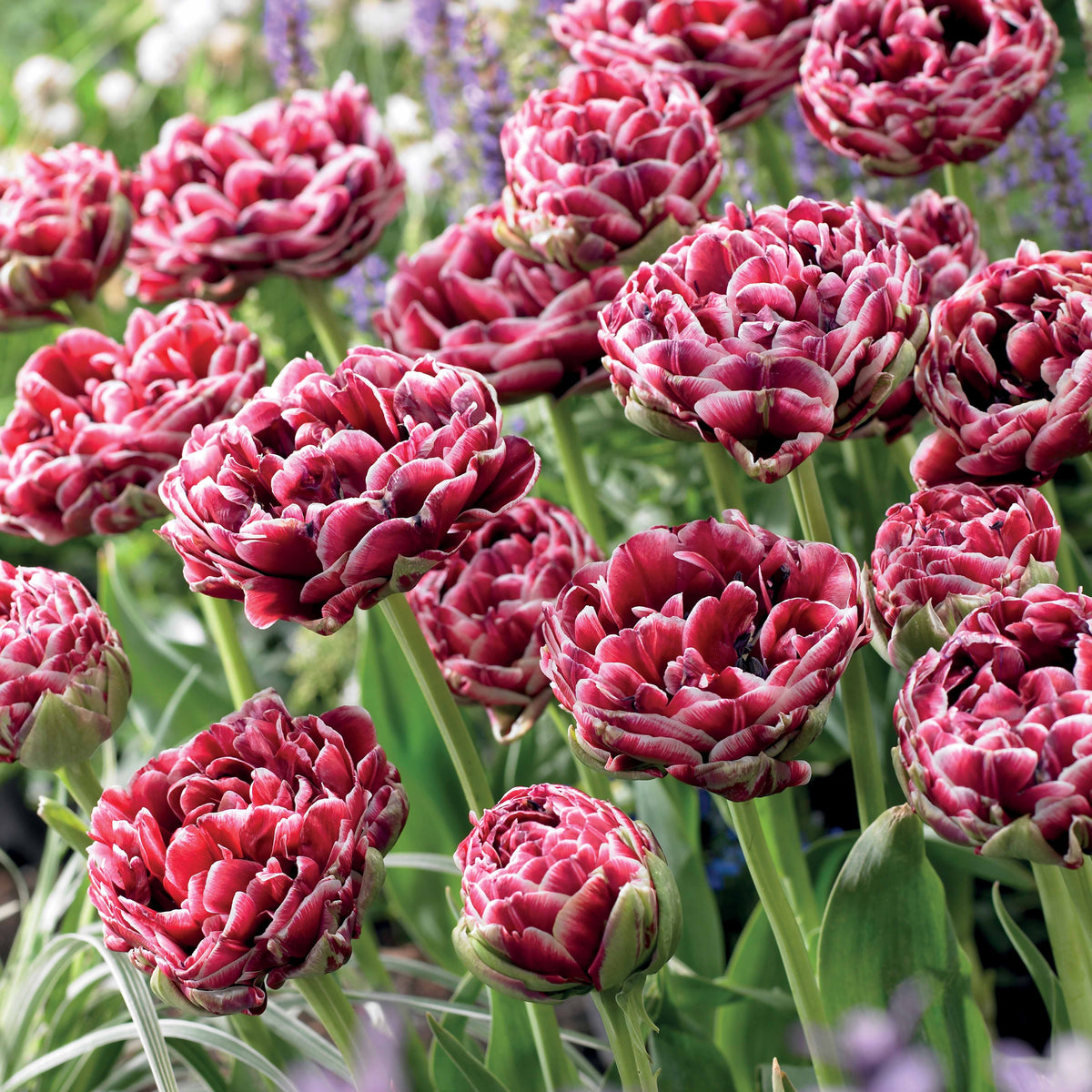 Tulpe Dream Touch (x7) - Tulipa Dream Touch - Willemse