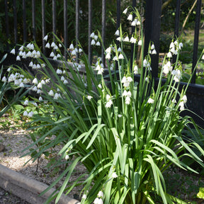 Sommer-knotenblume (x8) - Leucojum aestivum - Willemse