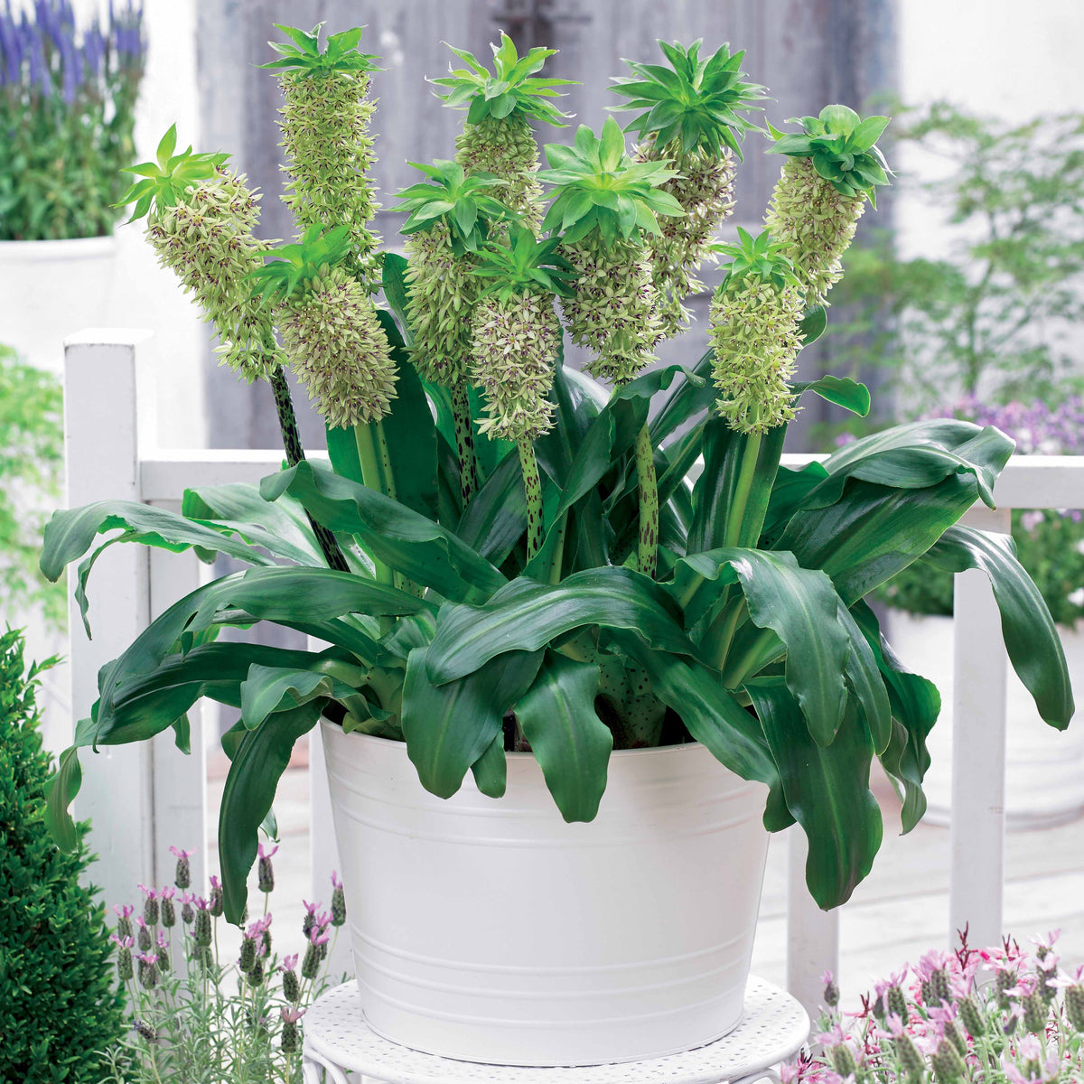 Zweifarbige Ananaslilie (x3) - Eucomis bicolor - Willemse