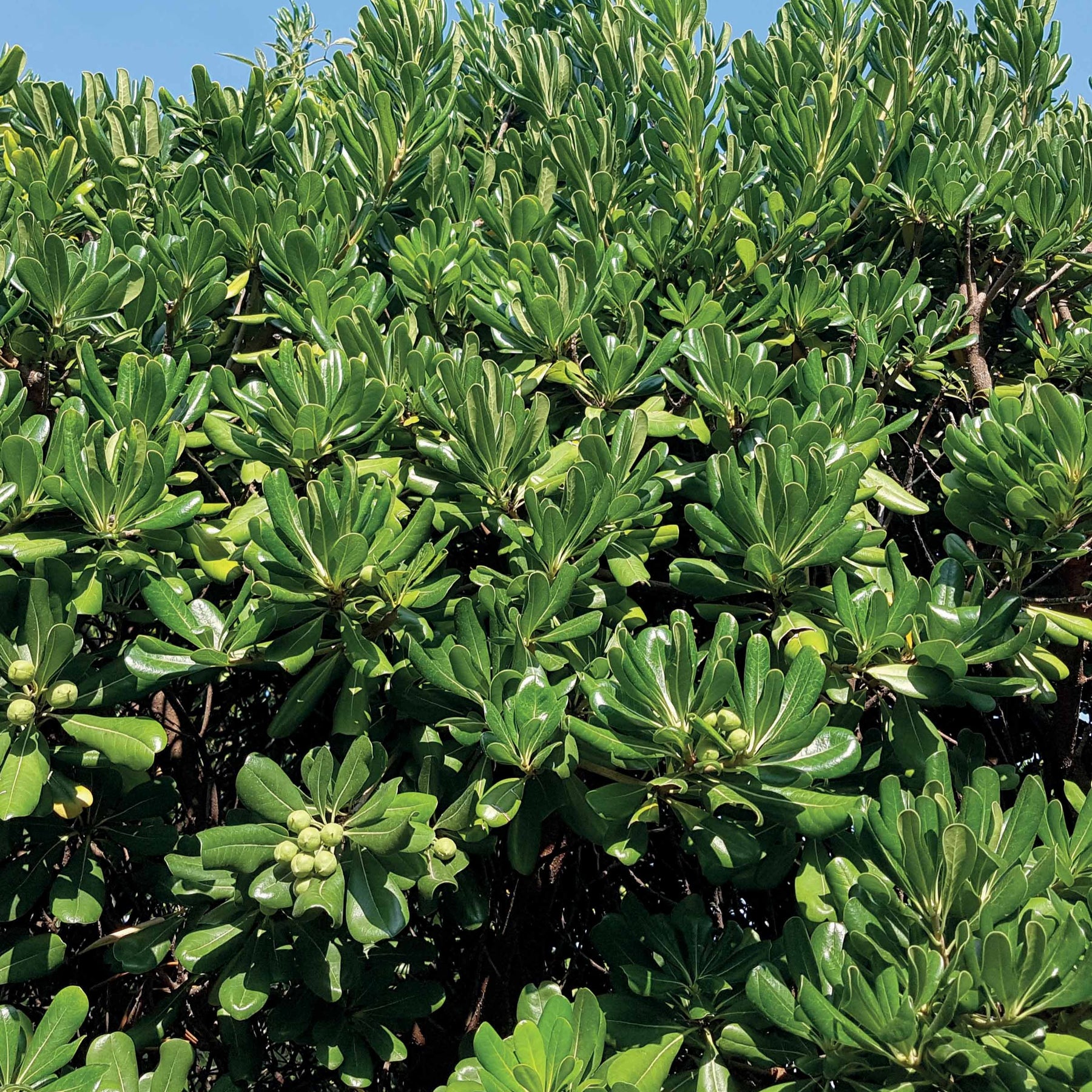 Chinesischer Klebsame - Pittosporum tobira - Gartenpflanzen