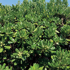 Chinesischer Klebsame - Pittosporum tobira - Gartenpflanzen