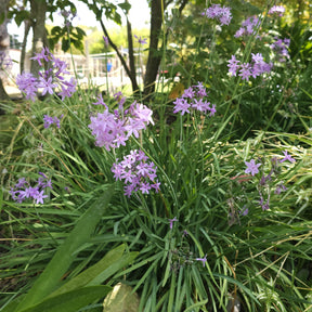 Tulbaghia violacea - Knoblauchgras (x3) - Blühende Stauden