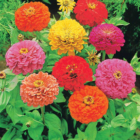 Schnittblumen-Saatgut Kollektion - Collection fleurs à couper à semer - Willemse