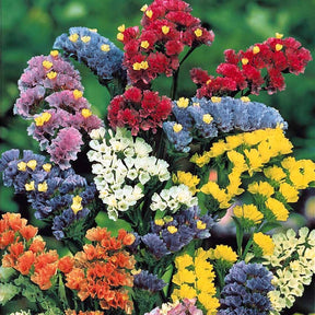 Schnittblumen-Saatgut Kollektion - Willemse