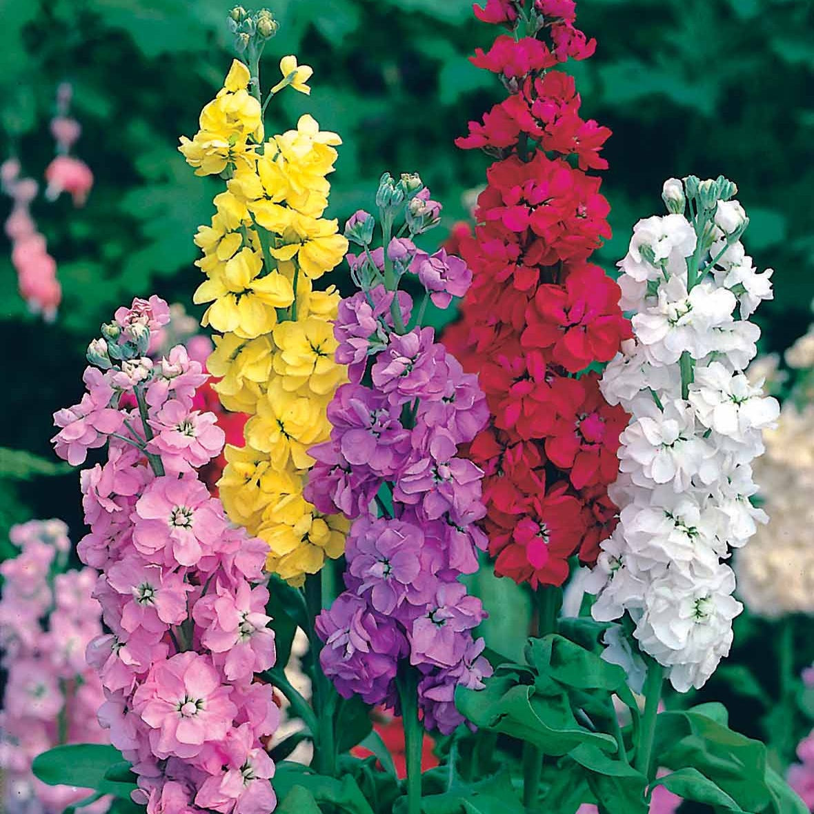 Samen-Mischungen für Blumen - Schnittblumen-Saatgut Kollektion - Collection fleurs à couper à semer