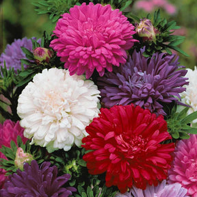 Collection de reines-marguerites - Sommerastern-Kollektion - Samen-Mischungen für Blumen