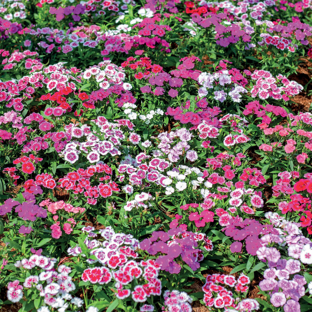 Bartnelke Mischung - Dianthus barbatus - Willemse