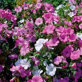 Buschmalven Mischung - Lavatera trimestris - Willemse
