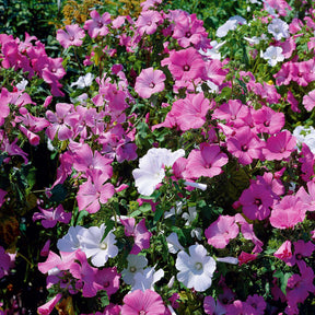 Buschmalven Mischung - Lavatera trimestris - Willemse