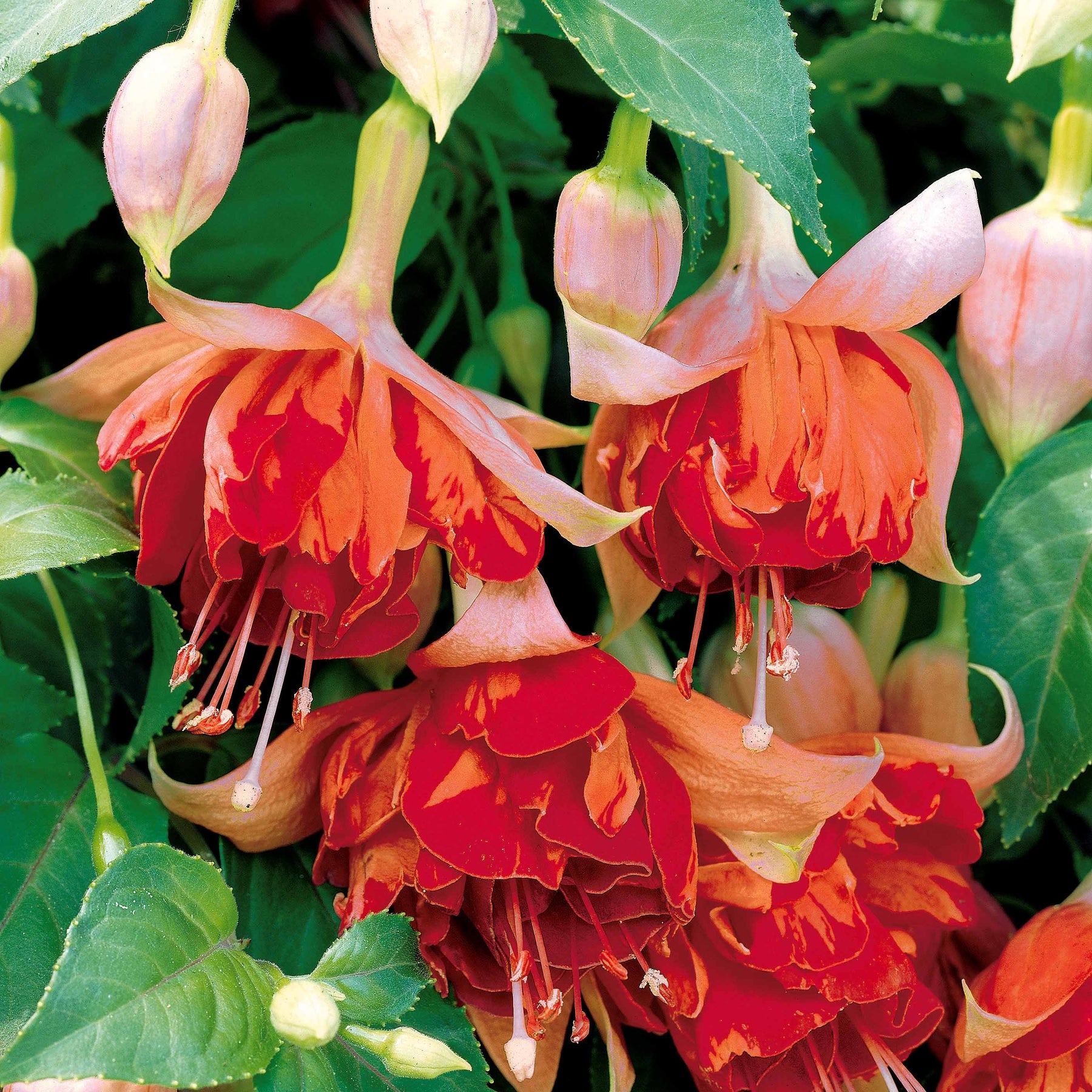 Fuchsia Bicentennial, Dark Eyes, Bella Rosella - Fuchsien Mischung (Bicentennial, Dark Eyes, Bella Rosel) (x6) - Pflanzenpakete für Terrassen und Balkone