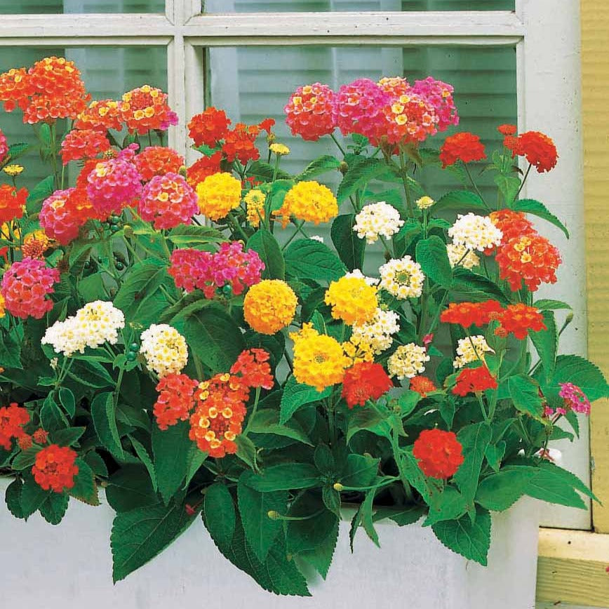 Wandelröschen Mischung (x3) - Lantana camara - Willemse