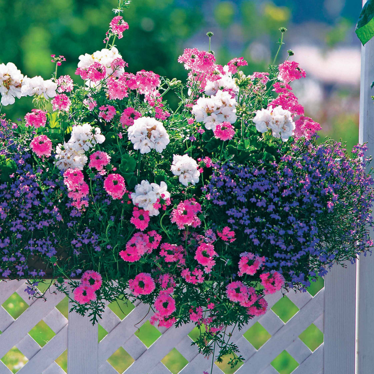 Pastell-Blumen Mischung (x3) - Willemse