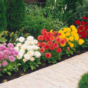 Dahlien Mischung (x5) - Dahlia Park Princess, White Happiness, Vrouwe Jacoba - Willemse
