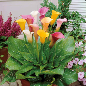 Calla Mischung Weiß/Rosa/Gelb (x3) - Willemse