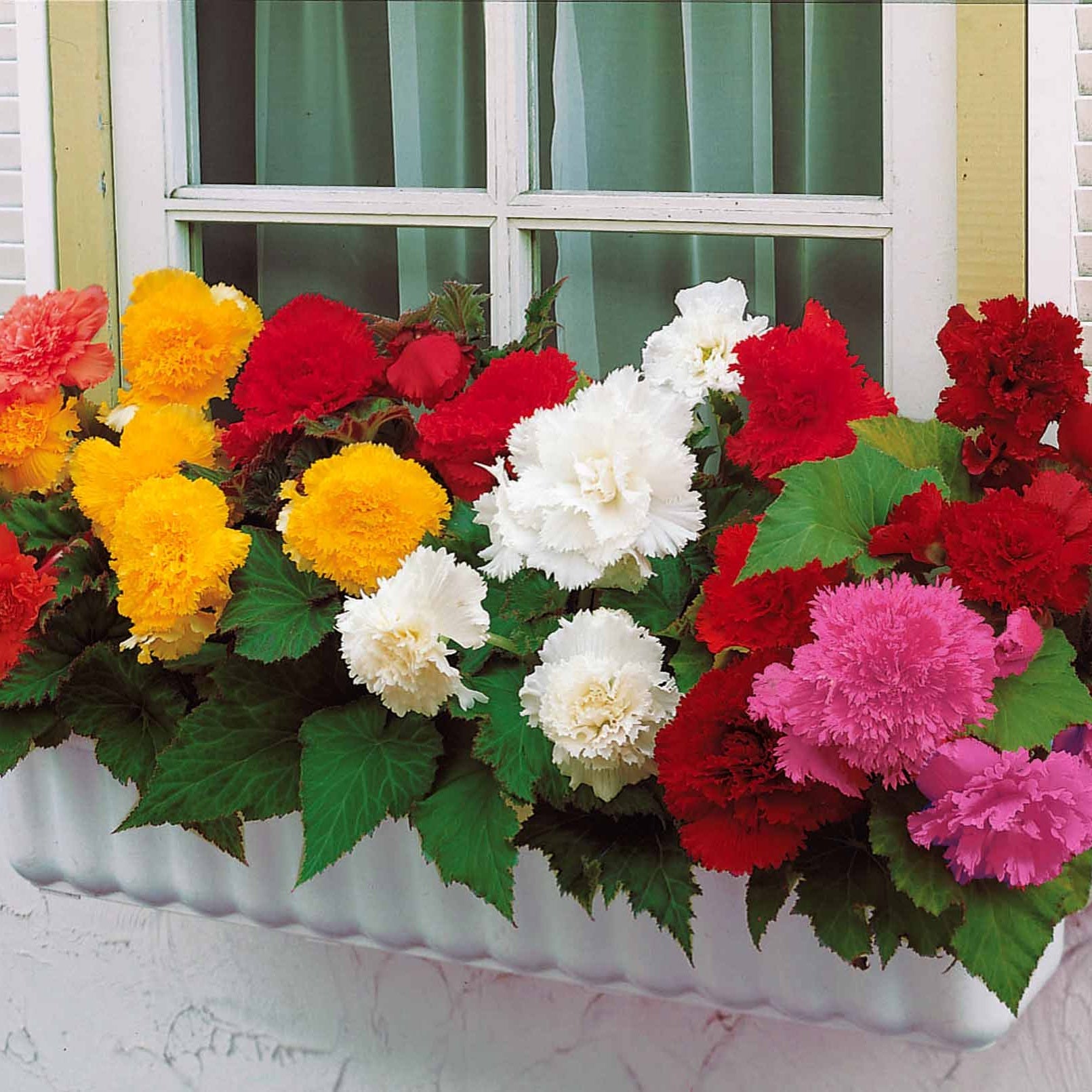 Gefranste Begonien Mischung (x25) - Begonia fimbriata - Blumenzwiebeln Sommerblüher
