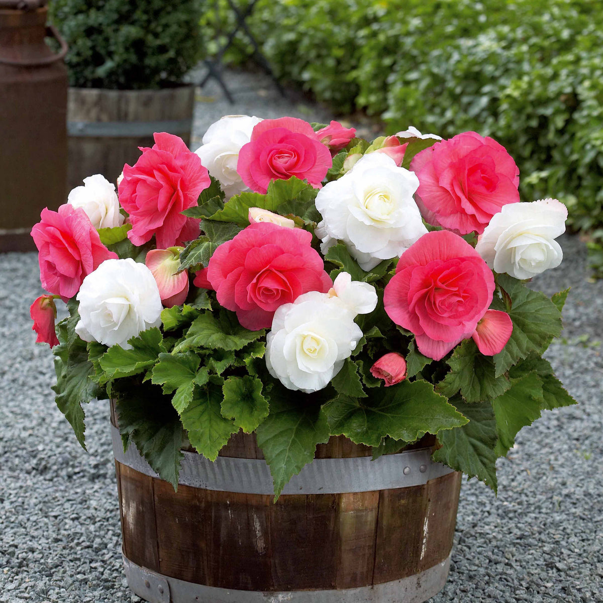 Begonien Mischung (rosa, weiß) (x6) - Willemse