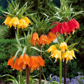 Kaiserkrone Kollektion Gelb/Rot/Orange (x3) - Fritillaria imperialis - Willemse