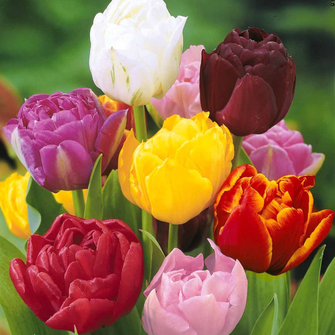 Pfingstrose Tulpen Mischung (x20) - Willemse