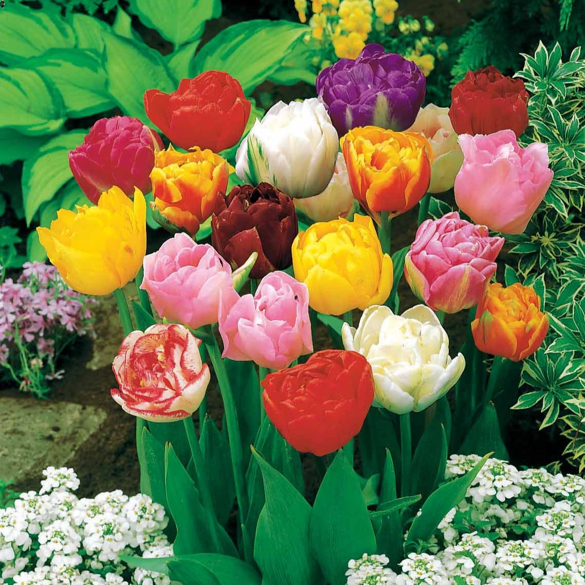 Pfingstrose Tulpen Mischung (x20) - Tulipa - Willemse