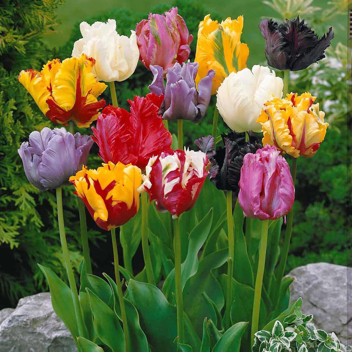 Papagei-Tulpen Mischung (x15) - Willemse