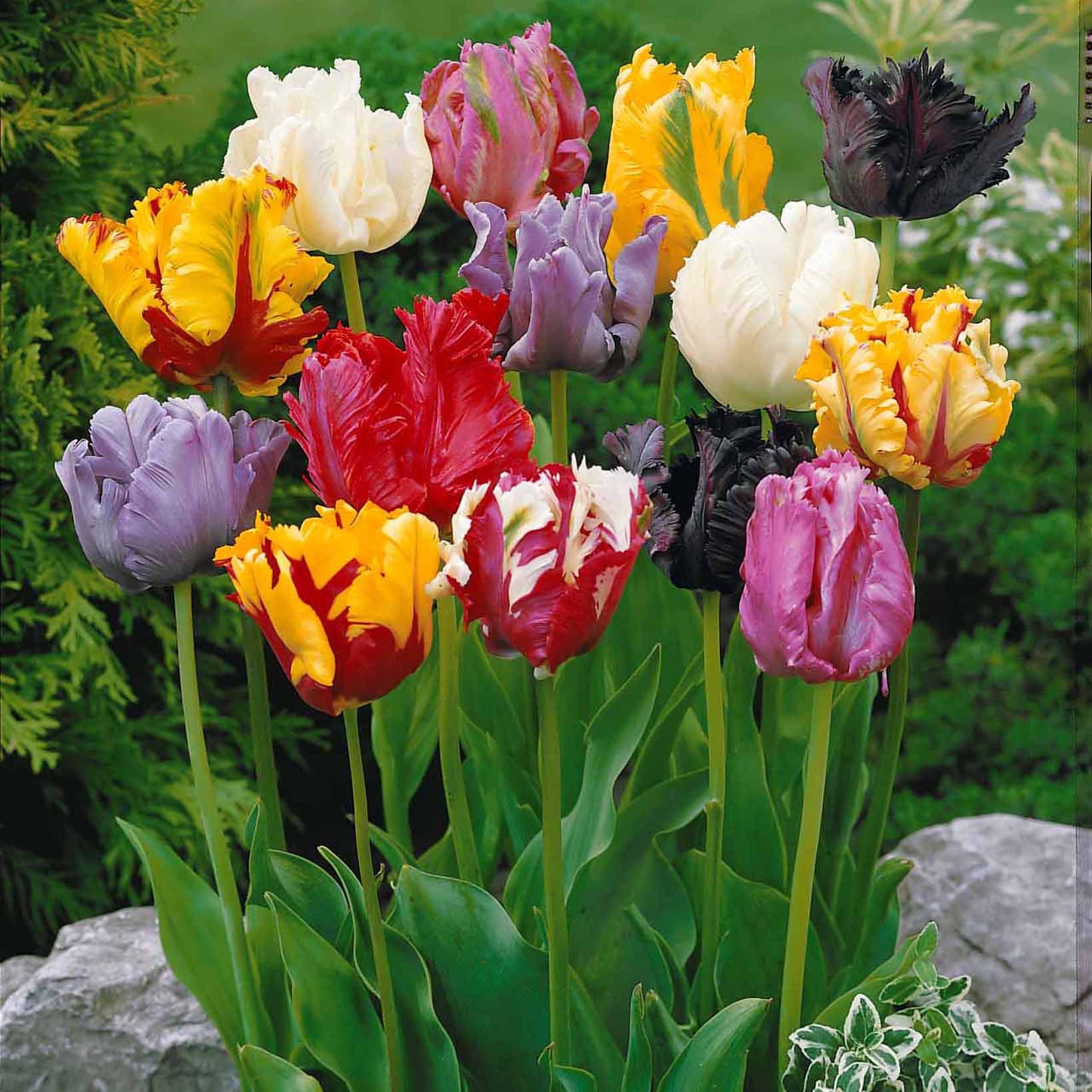 Tulipa - Tulpen-Kollektion 3 Monate Blüte (x60) - Tulpen-Zwiebeln