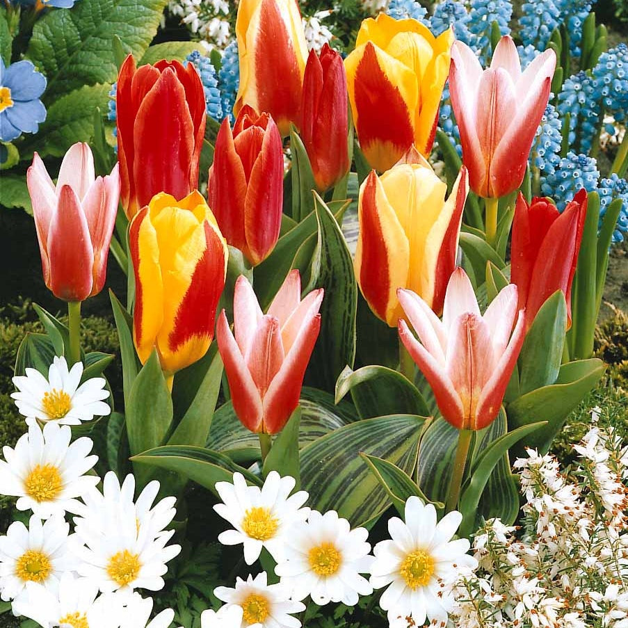 Pfauentulpen Mischung (x20) - Tulipa kaufmanniana - Willemse