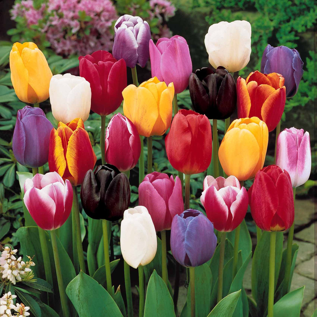 Einfache Späte Tulpen Mischung (x20) - Tulipa - Willemse