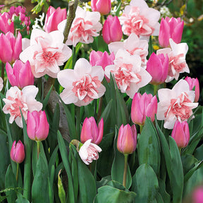 5 Narzissen Replète + 10 Tulpen Candy Prince - Willemse
