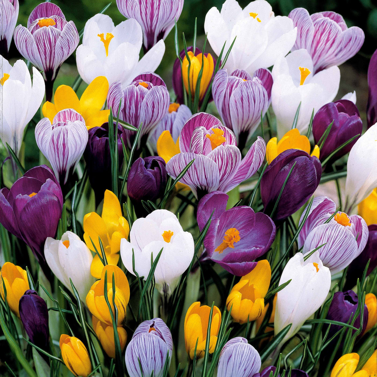 Großblumige Krokusse Mischung - Crocus vernus - Willemse
