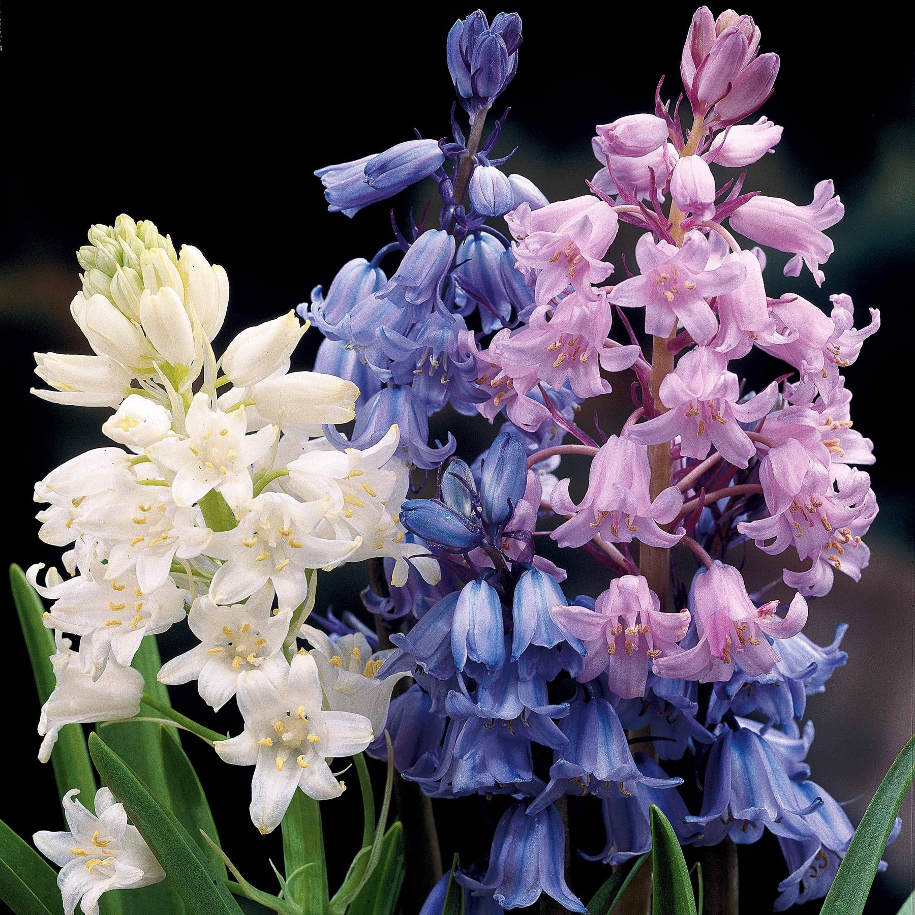 Spanische Glocken Scilla Mischung (x5) - Willemse