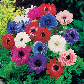 Anemone 'Sainte Brigitte' Mischung (x30) - Willemse
