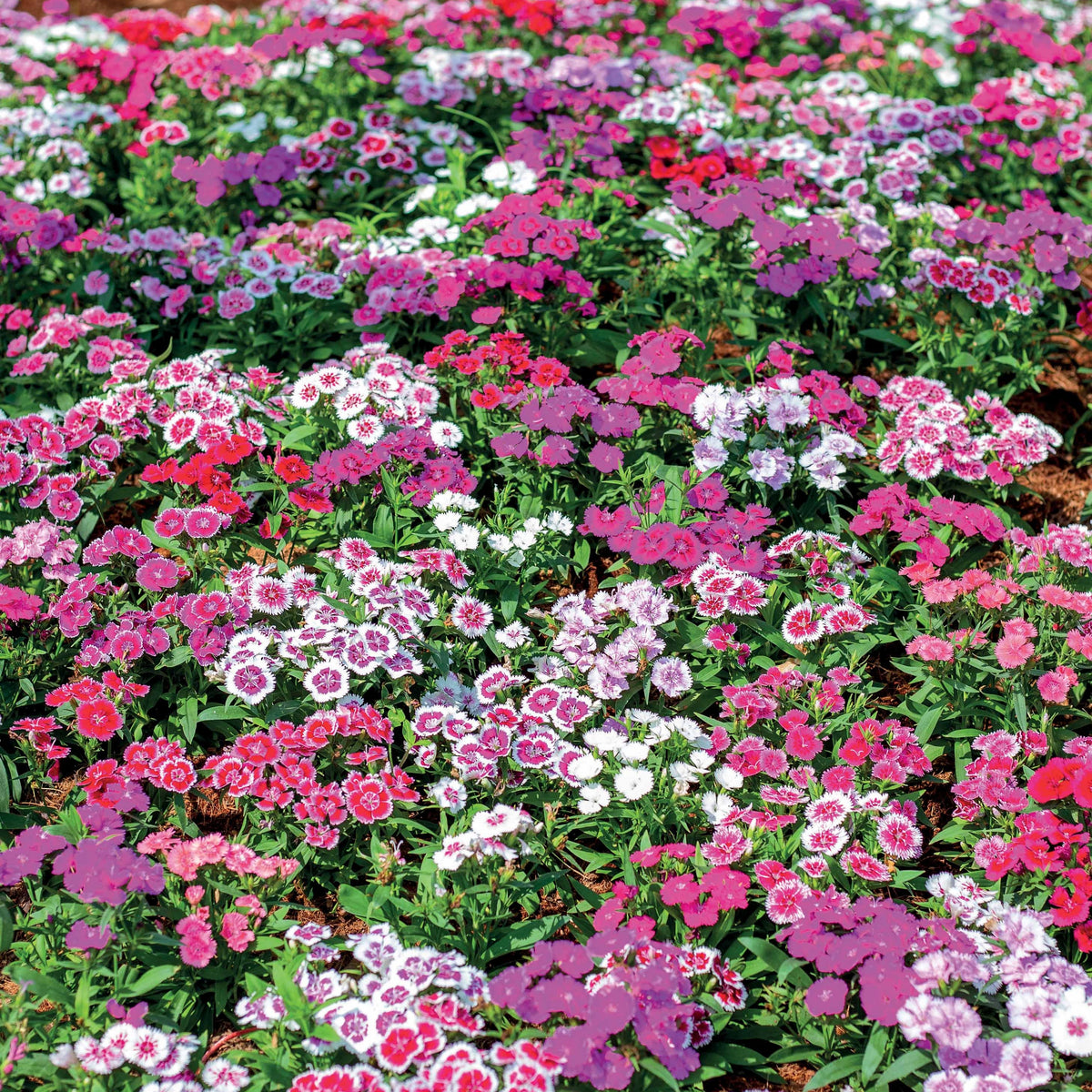 Poetennelken in einer Mischung (x3) - Dianthus barbatus - Willemse