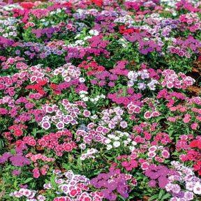 Poetennelken in einer Mischung (x3) - Dianthus barbatus - Willemse
