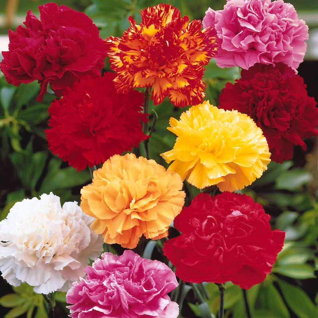 Gartennelken Triumph Mischung (x6) - Dianthus caryophyllus triomphe - Willemse