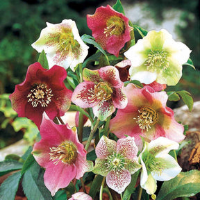 Lenzrosen Mischung (x3) - Helleborus orientalis - Willemse