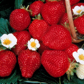 Fragaria 'mara des bois', 'maestro', 'gariguette' - Erdbeer-Kollektion 6 Monate (x60) - Erdbeeren