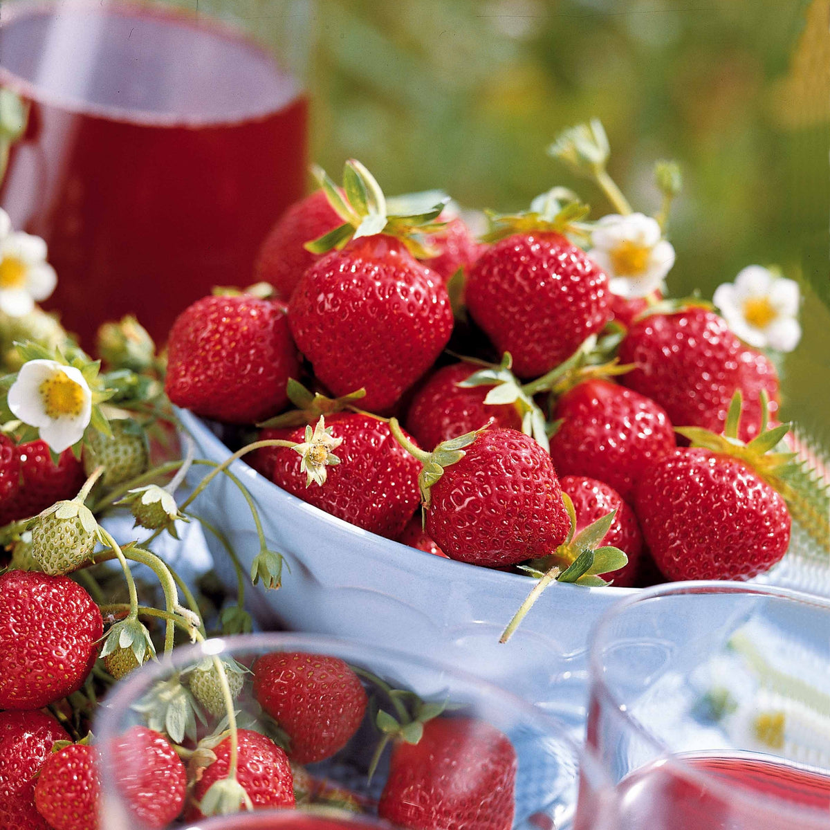 Erdbeer-Kollektion 6 Monate (x60) - Fragaria la savoureuse de willemse cov ma48, mara - Willemse