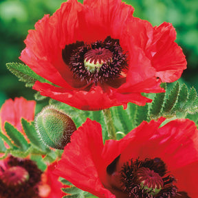 Orientalischer Mohn 'Watermelon' (x3) - Willemse