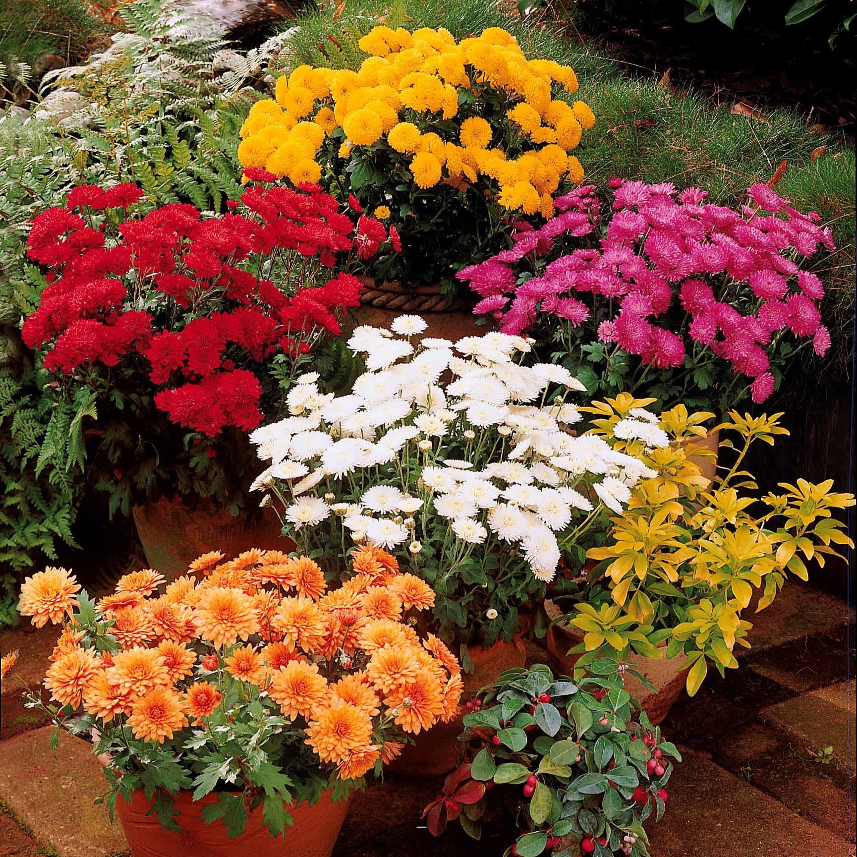Herbst-Chrysanthemen Mischung (x3) - Willemse