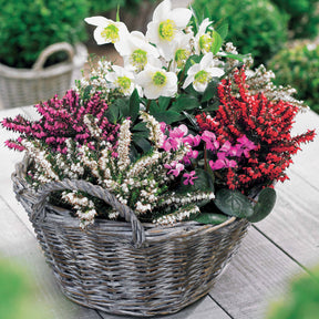 Winterheide und Christrose Mischung (x4) - Erica + helleborus niger - Willemse